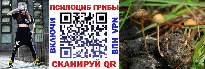 Псилоцибиновые грибы GOLDEN TEACHER  kraken зеркало  Правдинск  цены  